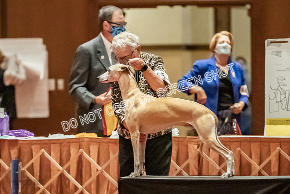 Bred-By-Exhibitor Dogs-9780