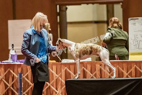 Bred-By-Exhibitor Dogs-9838