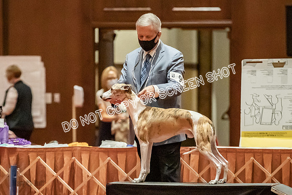 Bred-By-Exhibitor Dogs-9805