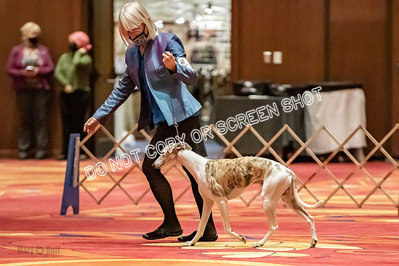 Bred-By-Exhibitor Dogs-9839