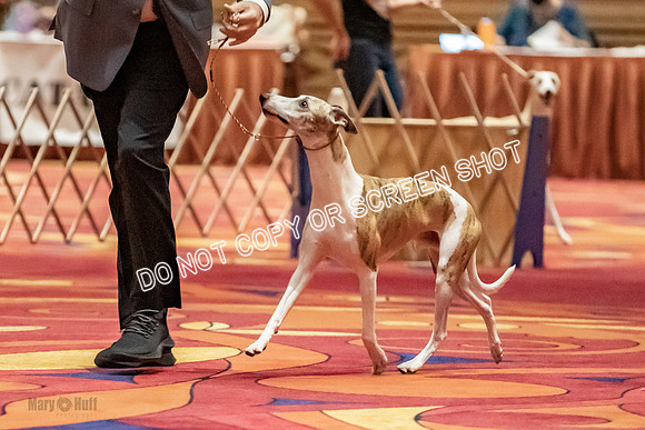 Bred-By-Exhibitor Dogs-9808