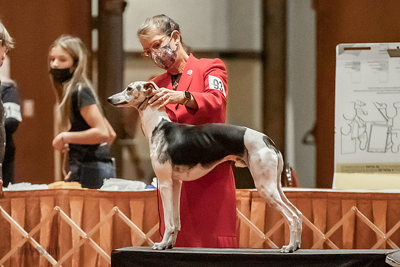 Bred-By-Exhibitor Dogs-9821
