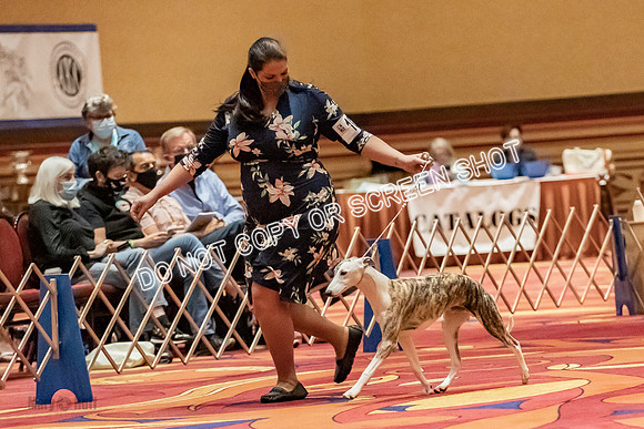 Bred-By-Exhibitor Dogs-9955