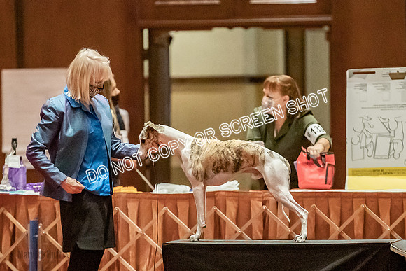 Bred-By-Exhibitor Dogs-9837