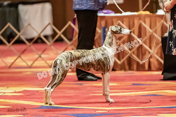 Bred-By-Exhibitor Dogs-9946