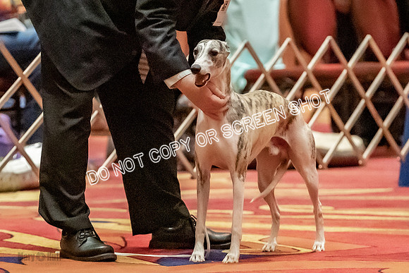 Bred-By-Exhibitor Dogs-9775
