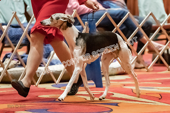 Bred-By-Exhibitor Dogs-9832
