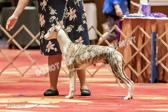 Bred-By-Exhibitor Dogs-9776