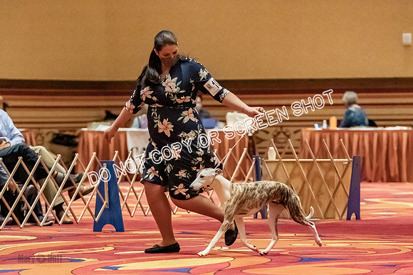 Bred-By-Exhibitor Dogs-9953