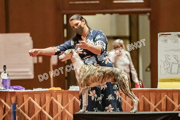 Bred-By-Exhibitor Dogs-9945