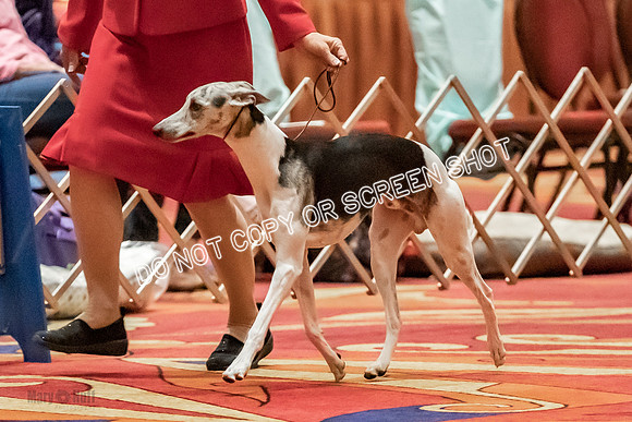 Bred-By-Exhibitor Dogs-9830