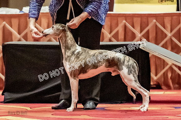 Bred-By-Exhibitor Dogs-9777