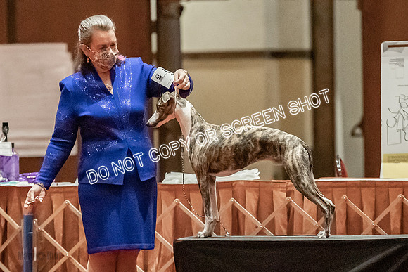 Bred-By-Exhibitor Dogs-9856