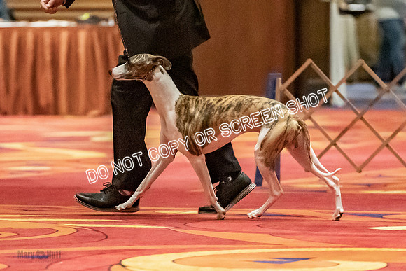 Bred-By-Exhibitor Dogs-9920