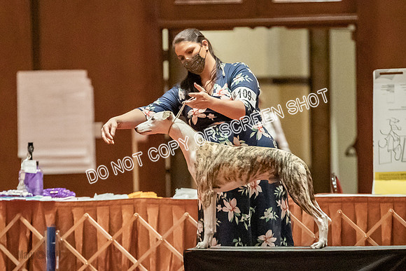 Bred-By-Exhibitor Dogs-9944