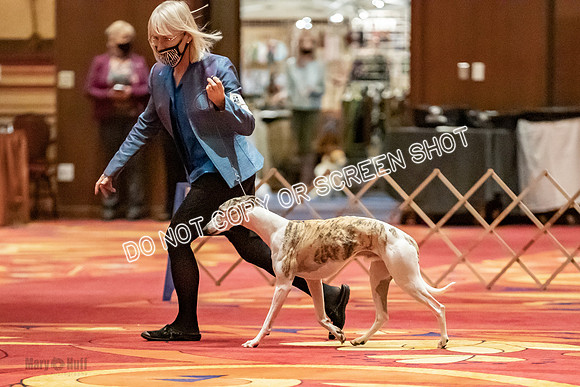Bred-By-Exhibitor Dogs-9840
