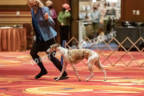 Bred-By-Exhibitor Dogs-9841