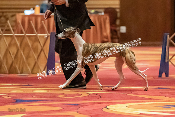 Bred-By-Exhibitor Dogs-9921