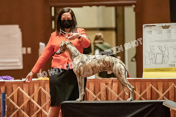 Bred-By-Exhibitor Dogs-9931