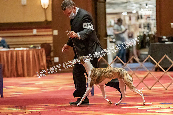 Bred-By-Exhibitor Dogs-9919