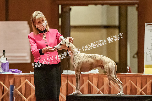 Bred-By-Exhibitor Dogs-9893