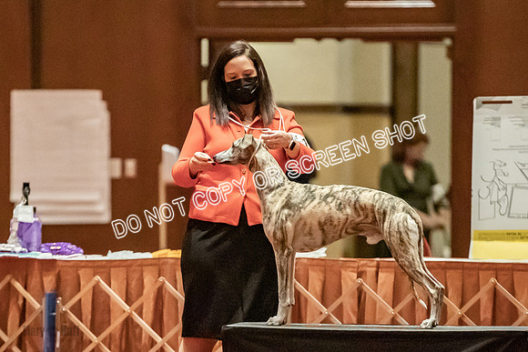 Bred-By-Exhibitor Dogs-9930
