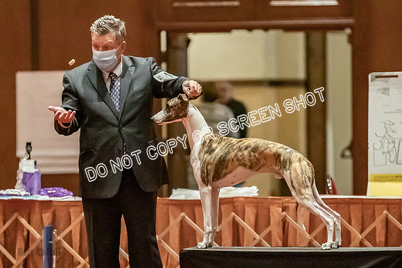 Bred-By-Exhibitor Dogs-9918
