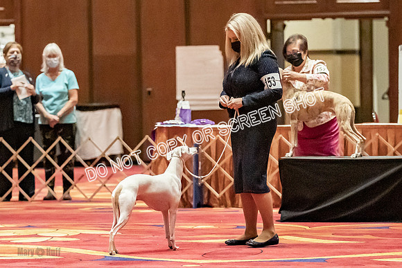 Open Dogs-0156