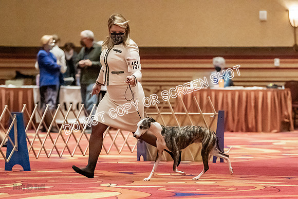 Open Dogs-0142
