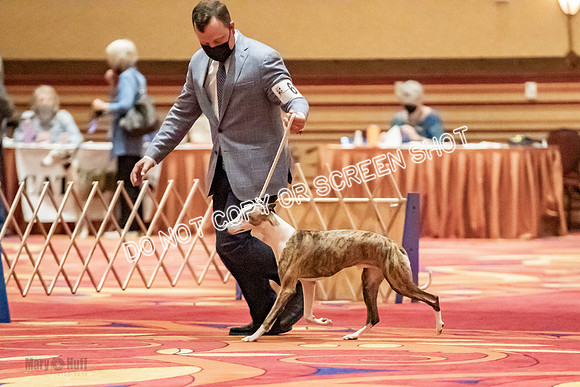 Open Dogs-0023