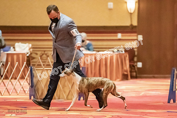 Open Dogs-0022
