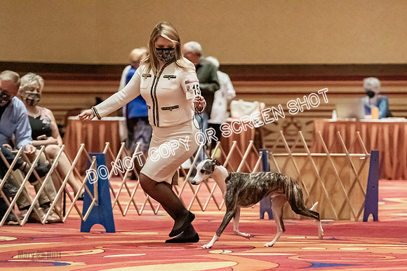 Open Dogs-0143