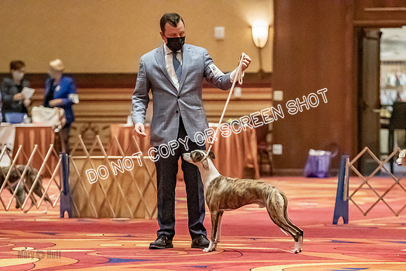 Open Dogs-0180