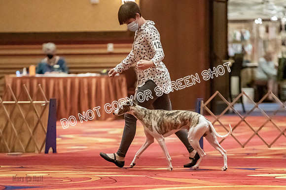 Open Dogs-0034