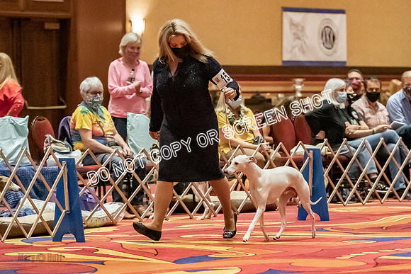 Open Dogs-0168
