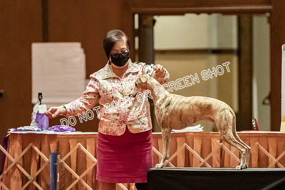 Open Dogs-0178