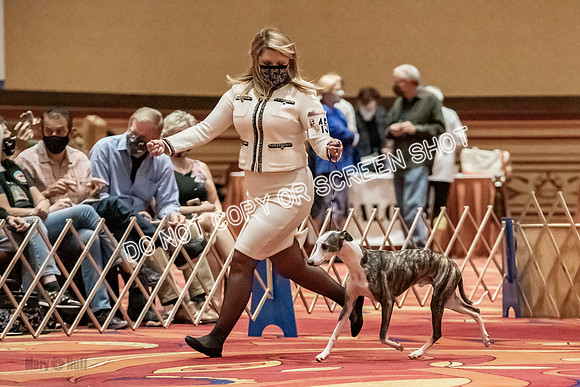 Open Dogs-0144