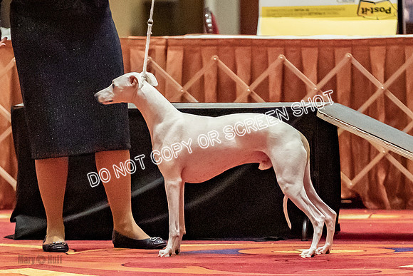Open Dogs-0018