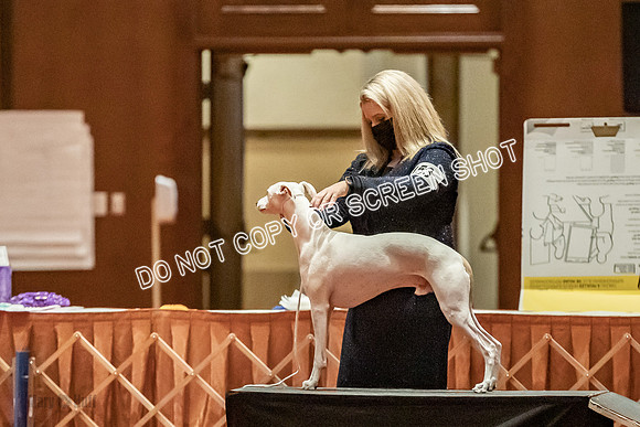 Open Dogs-0151
