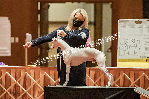 Open Dogs-0153