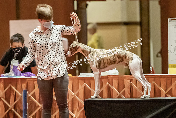 Open Dogs-0032