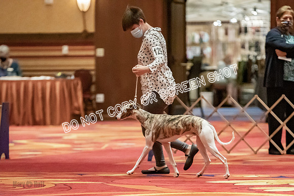Open Dogs-0033