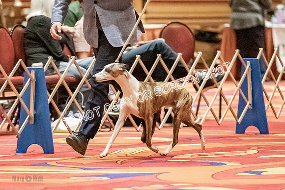 Open Dogs-0026