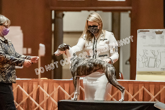 Open Dogs-0135