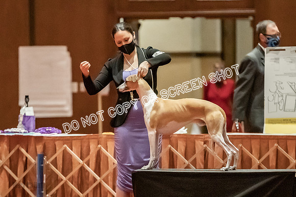Open Dogs-0121