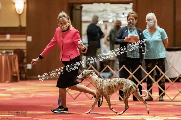 Open Dogs-0109