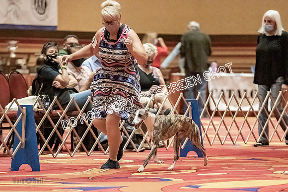 Open Dogs-0096