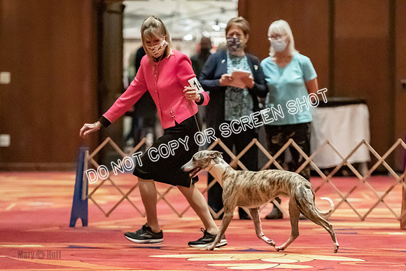 Open Dogs-0108