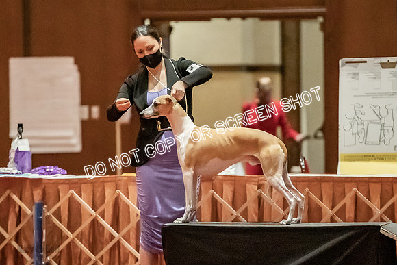 Open Dogs-0122