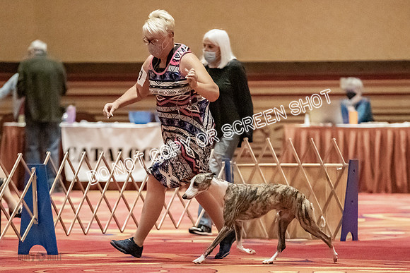 Open Dogs-0095